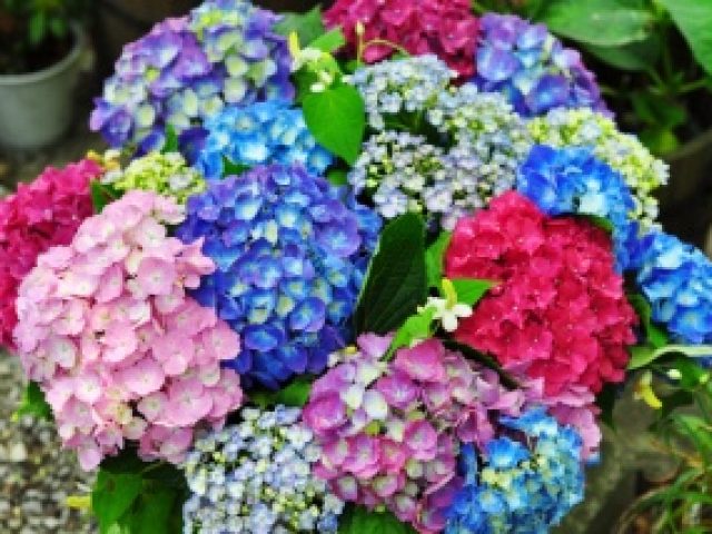 紫陽花って漢字かっこいい。