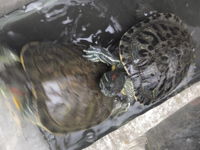 🐢
