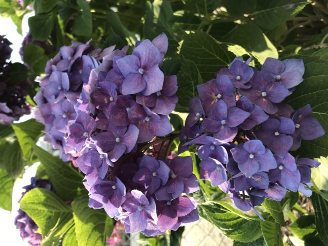 紫陽花