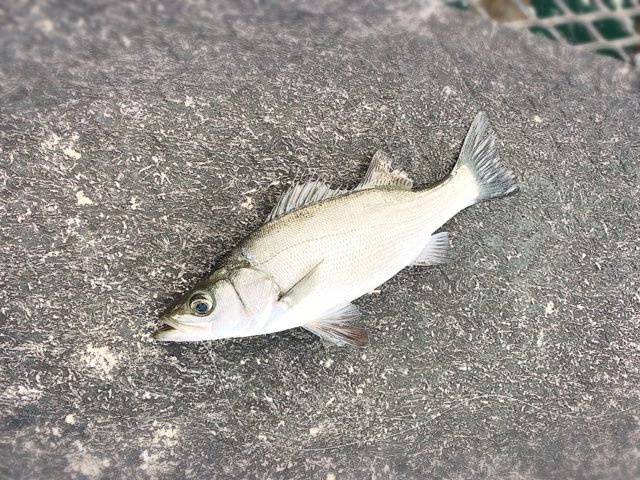 せいごちゃん🐟