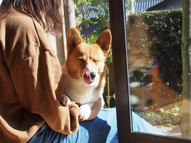 ワン🐕