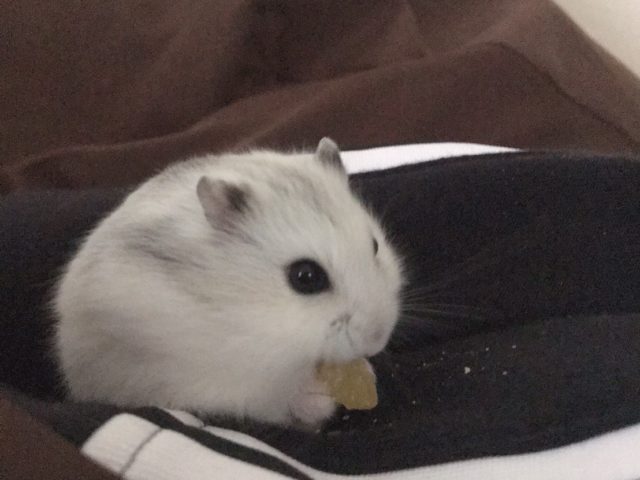 ねぞう