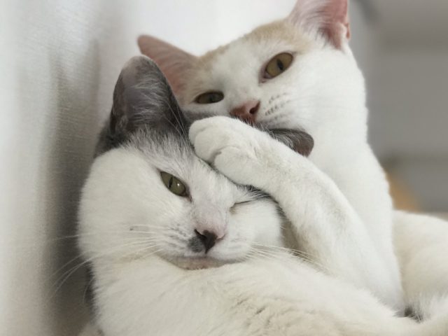 ねこの日