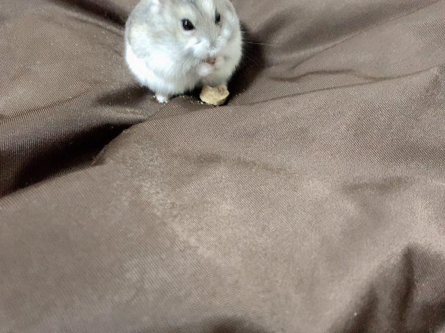 おべんとう