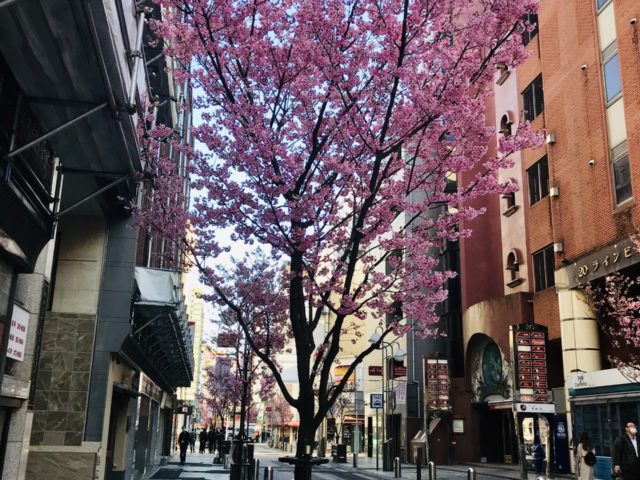 桜