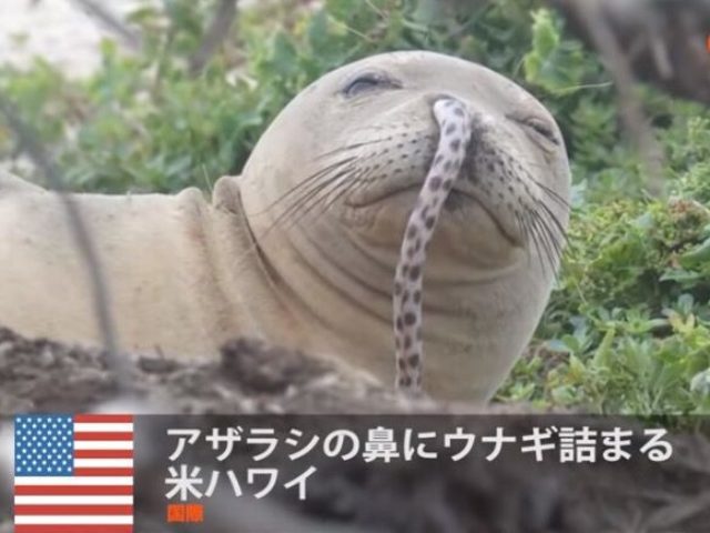 葉月だよ