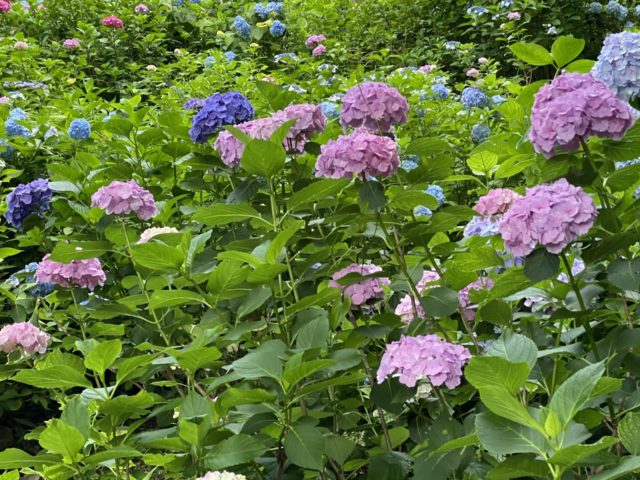 紫陽花