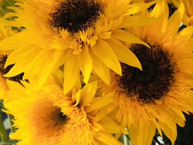 🌻️️️⛅️